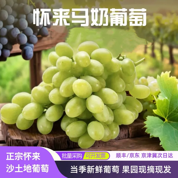 京津冀次日达/怀来葡萄白马奶当季新鲜水果园现摘现发甜脆张家口