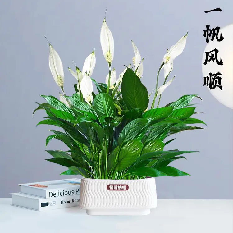 招财纳福盆白掌一帆风顺年宵花卉绿植土培室内好养净化空气好养护
