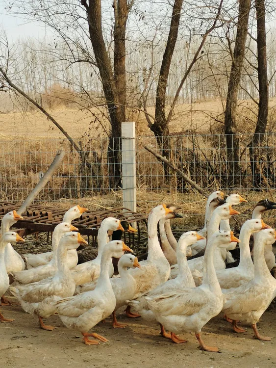 东北农村散养大白鹅笨大鹅带心肝珍不支持快递拦截介意者勿拍