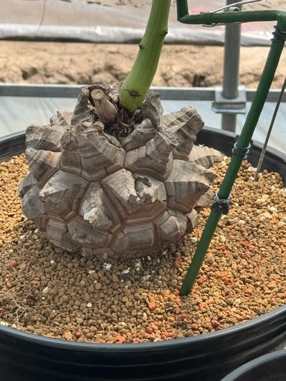 多肉植物 块根南非龟甲龙（Dioscorea elephantipes）包30天