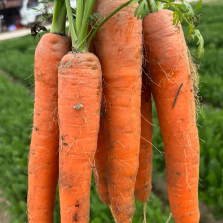 y河南开封新鲜胡萝卜带泥现挖脆甜当季蔬菜