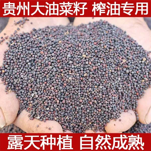 榨油专用菜籽贵州农家大油菜露天种植喂鸟喂鸽子黑油菜籽出油率高