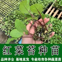 红菜苔苗四九菜心紫菜苔秧苗十月大头菜苗耐寒蔬菜苗农家蔬菜苗子