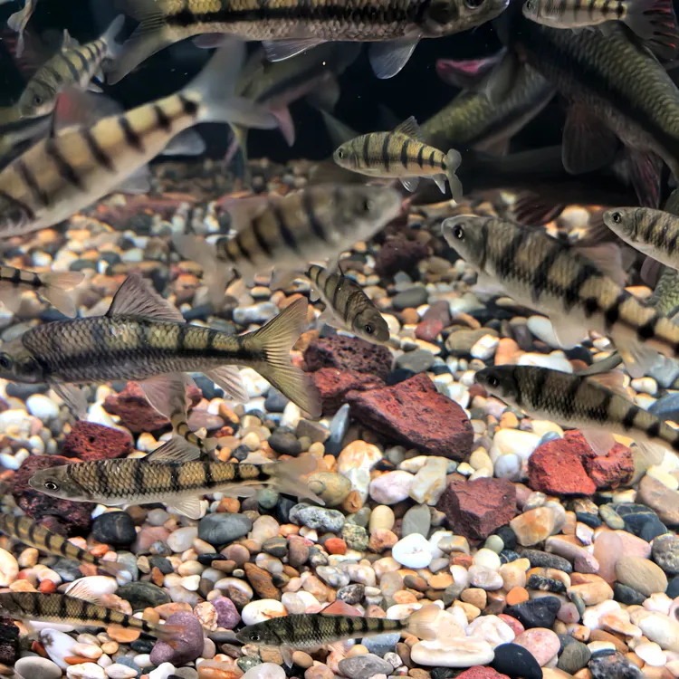 小型淡水观赏溪石斑鱼冷水鱼苗皮实耐养适合新手小缸