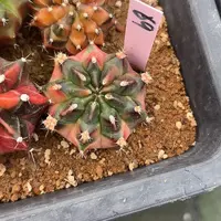 69-0504泰国发货多肉