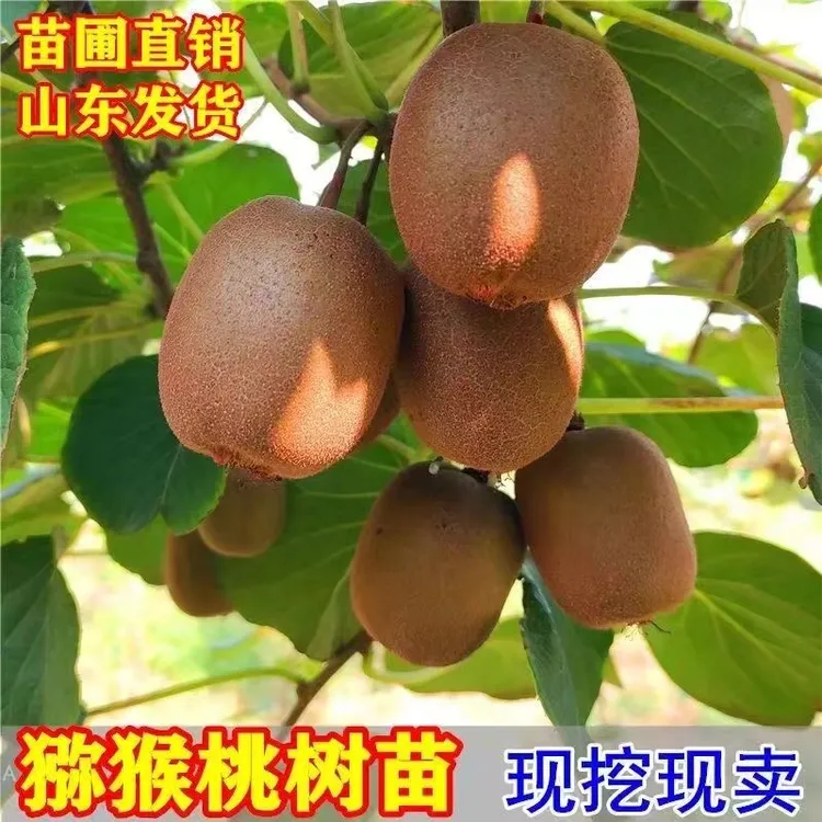【买1送1猕猴桃树苗】公母同株品种猕猴桃南方北方都可种植果树苗
