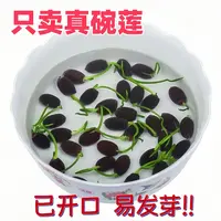 碗莲种子花卉水培植物睡莲荷花水生水养阳台盆栽四季开花绿植室内