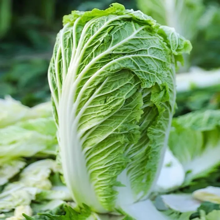 农户霜打大白菜露天蔬菜现摘现发新鲜