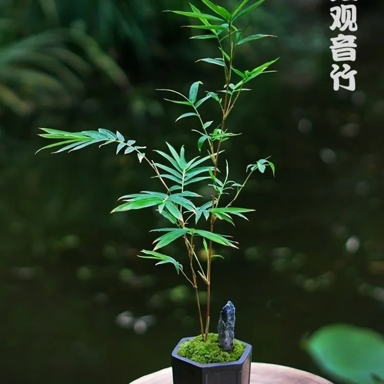 红观音竹红竹米竹子苗内门造小盆栽景素材书房庭院阳台茶室内绿植