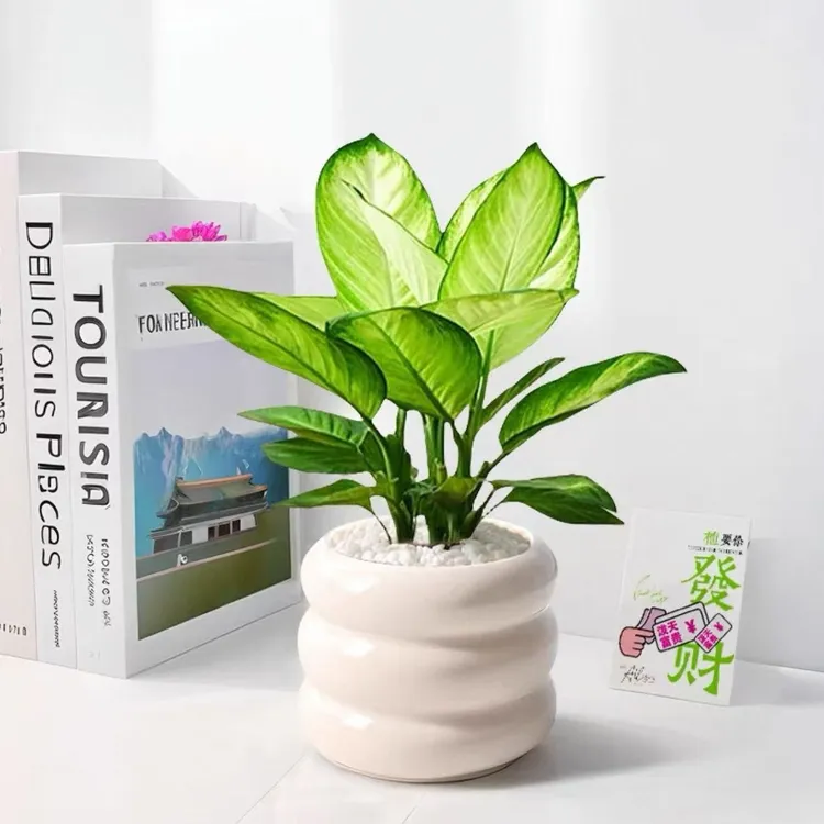 北欧风格玛丽安室内盆栽绿植好养活可净化空气养花客厅办公室儿子