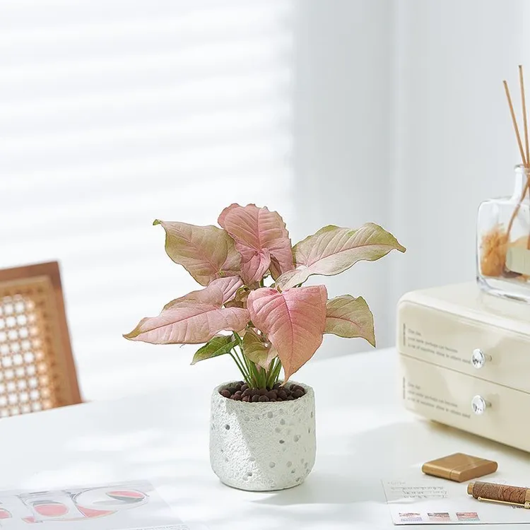 【红粉佳人】合果芋盆栽办公室内桌面绿植净化空气好养活客厅植物