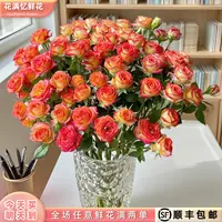 次日达 -【爱丽丝玫瑰】5枝多头玫瑰鲜花鲜切花家居优选批发任意两单顺丰包邮三单送随机花瓶今天拍明天到cc