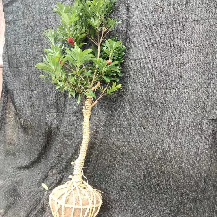 正宗兰溪嫁接东魁黑炭水晶杨梅树树苗可地栽盆栽南方种植