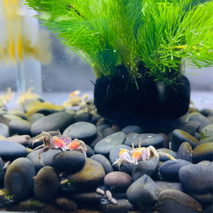 辣椒蟹观赏蟹宠物蟹迷你辣椒蟹淡水深水可养豆豆蟹水族用品