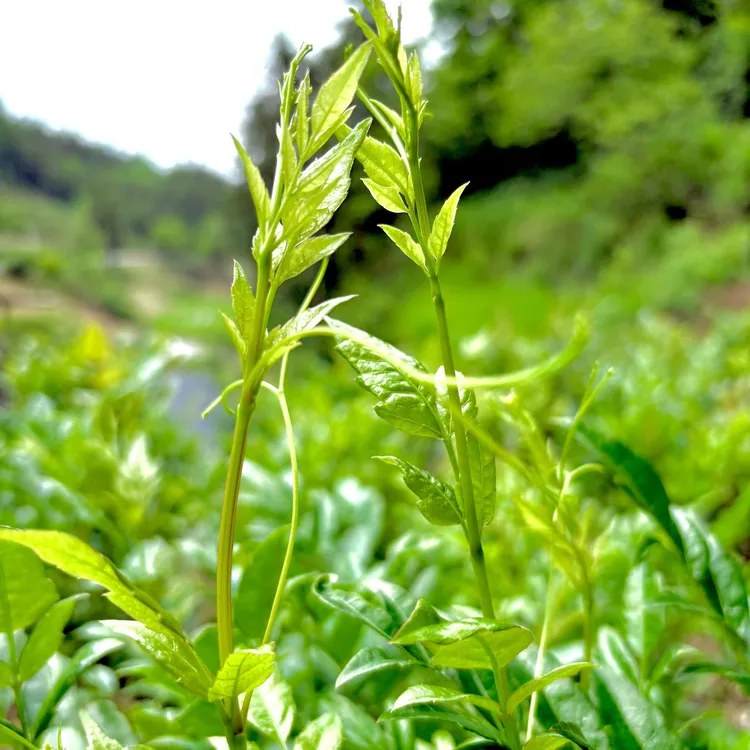 正宗恩施来凤藤茶2025年含硒龙须藤茶新茶