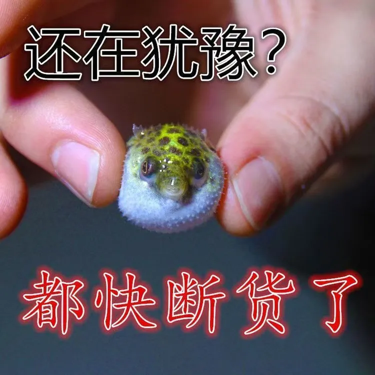 金娃娃潜水艇淡水河豚呆萌可爱好养耐活无毒无害生气鼓肚子狗头鱼