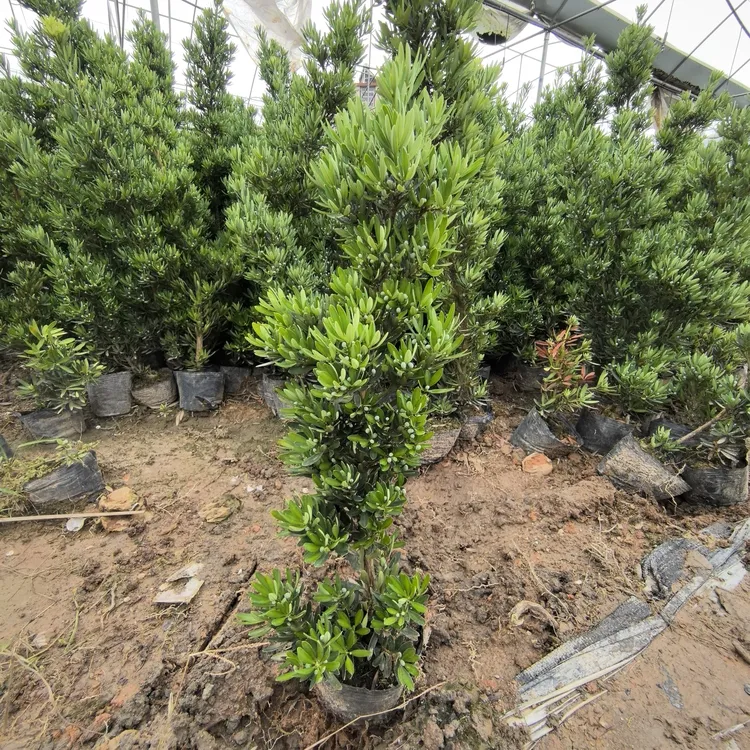 海岛菊花芯四季常青室外室内罗汉松耐寒耐热庭院造型好养小盆栽