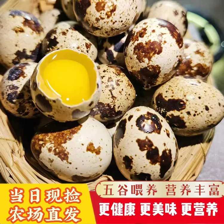 [云养鸟家颗颗甄选]新鲜鹌鹑蛋50枚五谷喂养当天现捡现发升级包装