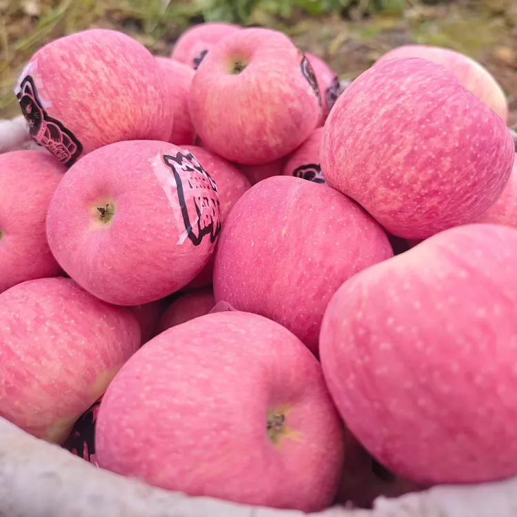 正宗甘肃天水红富士苹果当季新鲜脆甜多汁冰糖心水果