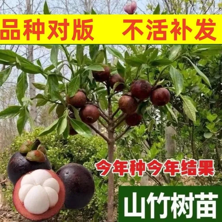 泰国山竹树苗果树苗盆栽带果发货特大嫁接苗当年结果南方种植四季