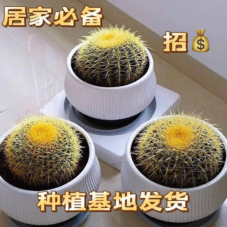 金虎仙人球盆栽中号带刺18-20公分左右金虎仙人球多肉仙人掌
