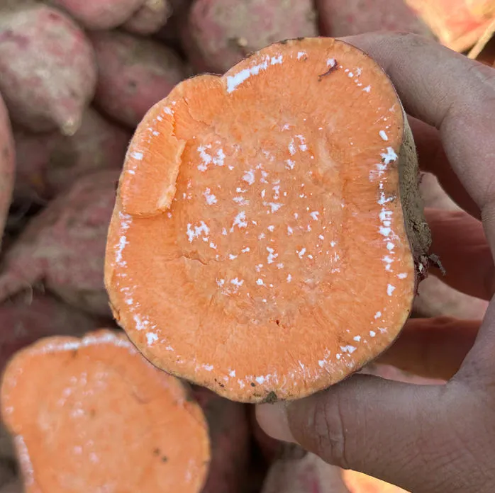 正宗沙地红心蜜薯新鲜现挖软糯香甜红薯