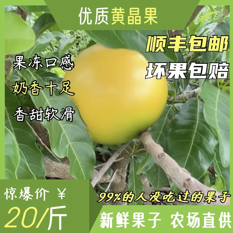 【顺丰包邮】 农场直摘牛奶黄晶果甜蜜多汁新鲜美味可口