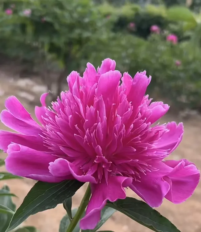 （国产）紫凤羽芍药芍药花