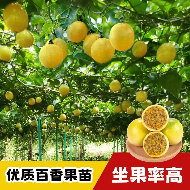 广西正宗黄金9号百香果嫁接苗纯甜品种四季结果可盆栽地栽