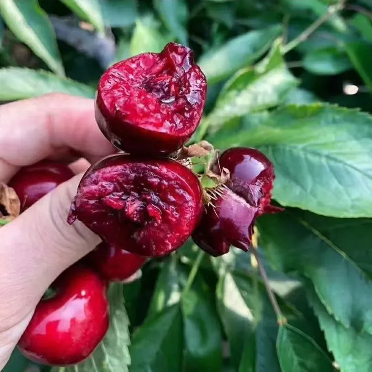 （新疆直发）樱桃树苗正宗嫁接树苗美早黑珍珠俄八南北方抗寒耐旱