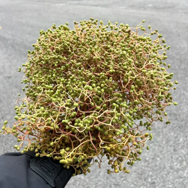 鱼花椒/高树花椒/刺秋/当等贵州黔东南特产3把起