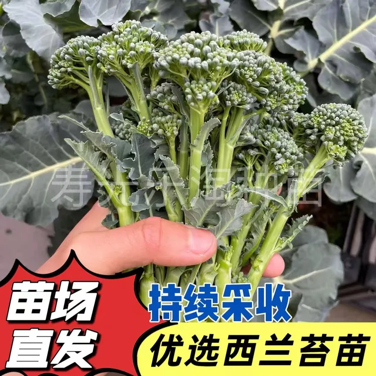 耐寒西兰苔苗秧苗四季菜园庭院种植可多次采收蔬菜苗西蓝苔菜苗
