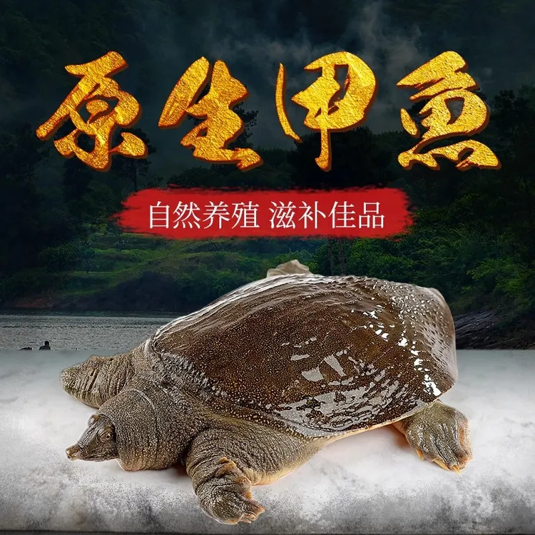 鲜活外塘混养生态4年老甲鱼青黑背公甲活体保底2斤包邮到家