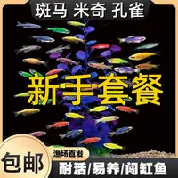 【新手套餐】斑马鱼+熊猫月光+孔雀鱼
