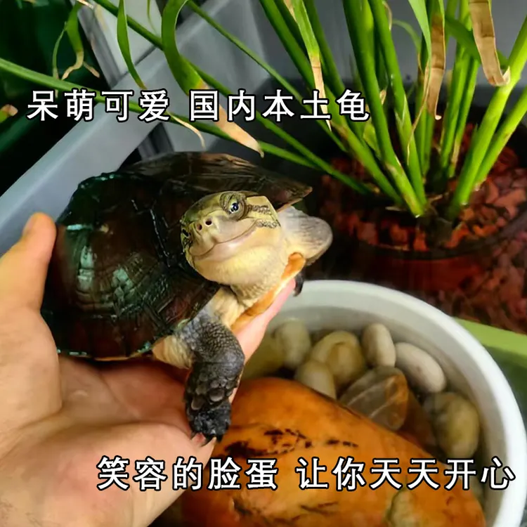 老种南石乌龟南石石金钱龟黄喉龟南石龟种龟温顺好养招财宠物乌龟