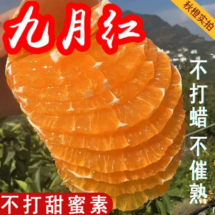 新鲜现摘九月红果冻橙皮薄汁多爆甜多汁当季水果炸汁手剥橙生态橙