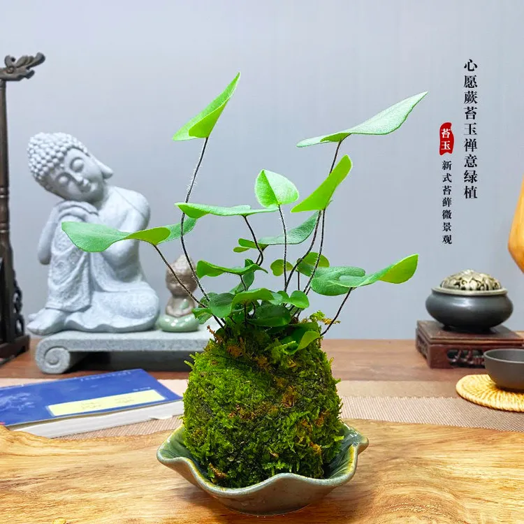 苔藓球心愿蕨水培禅意室内植物办公室茶桌桌面懒人绿植鲜活微景观