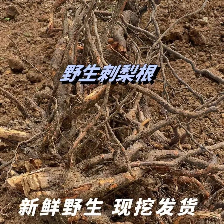 正宗野生刺梨根新鲜茨藜根维C之王老偏方泡酒煮水炖猪肚嫁接月季