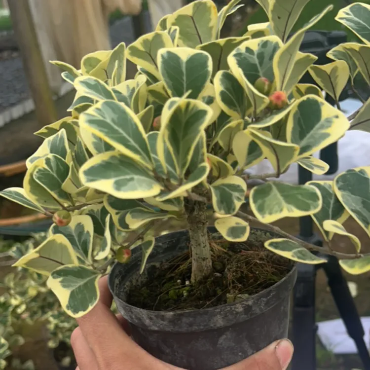 心叶锦榕飘雪小香松一物一拍