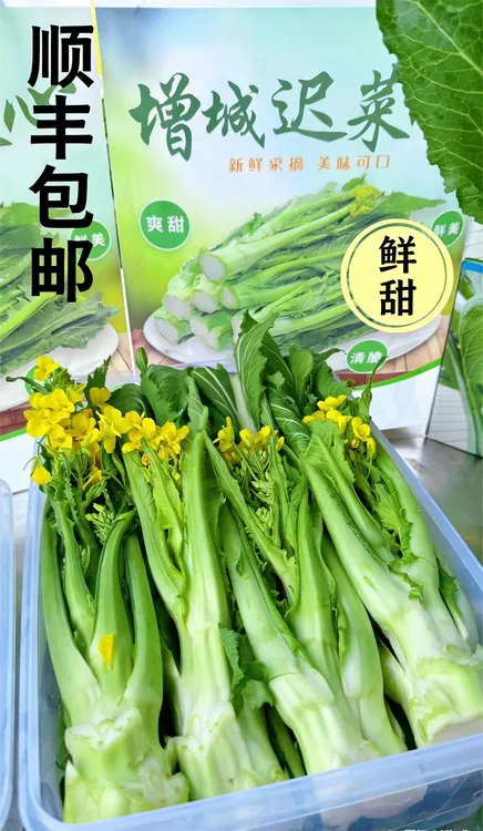 正宗增城迟菜心新鲜高脚菜心 清甜 香脆 爽嫩 顺丰包邮