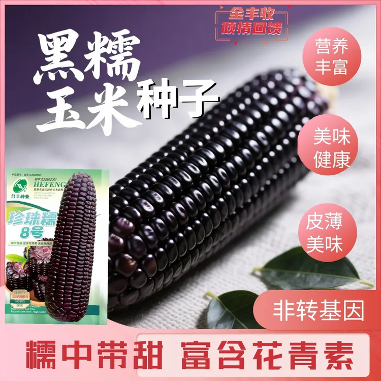珍珠糯8号 黑糯鲜黑糯玉米种甜糯玉米种籽蔬菜高产大棒玉米种孑籽