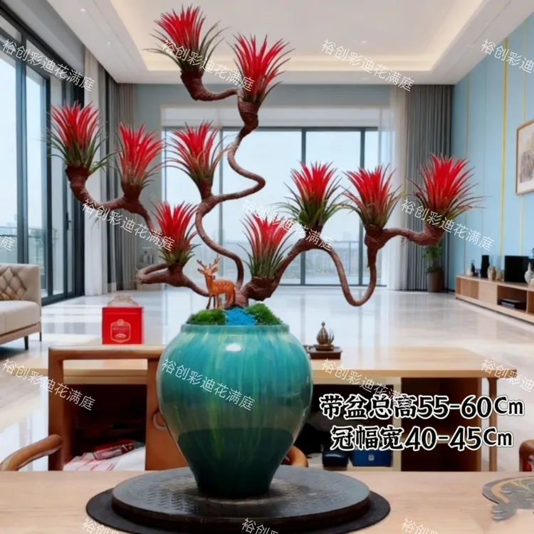 客厅书房办公室绿植盆栽空气兰精品高度端盆栽造型艺术风盆景室内