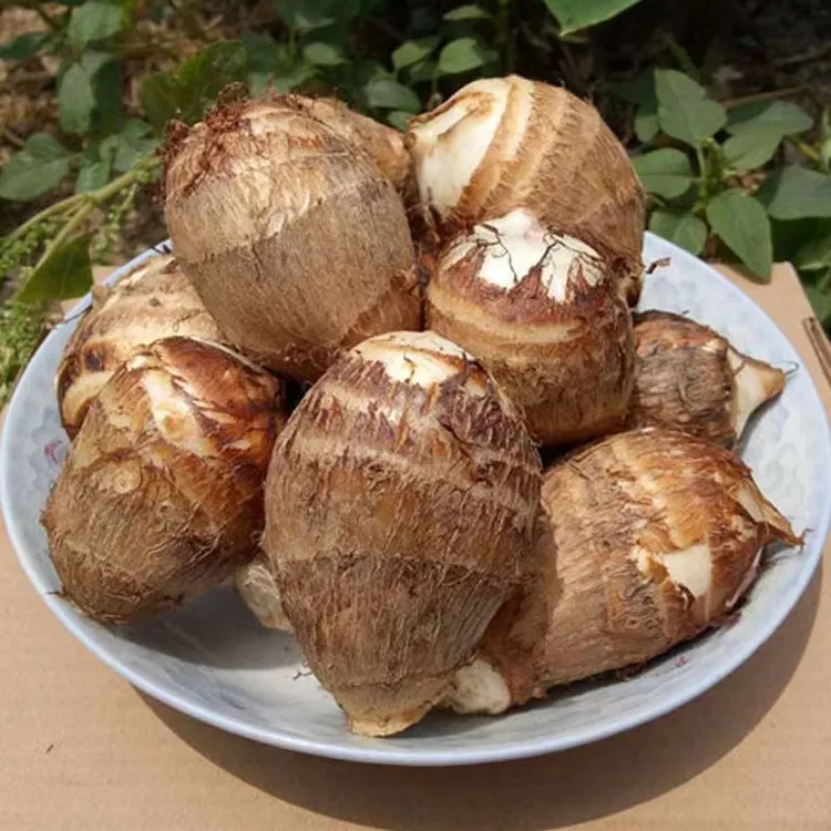 2025新鲜小芋头浙江农家牛奶毛芋小香芋红芽芋粉糯软滑产地直发
