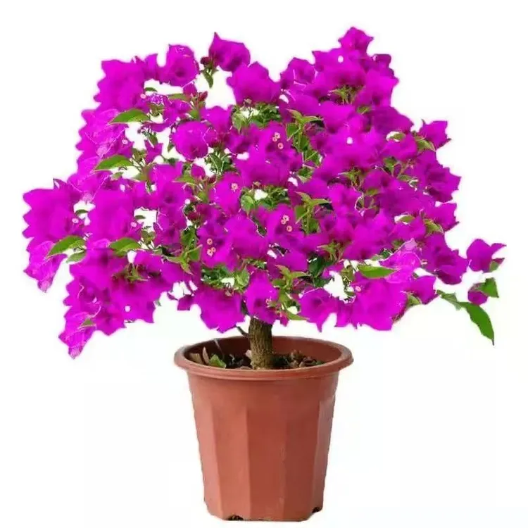 三角梅勤花懒人盆栽三叶梅苗室内庭院阳台耐寒三角梅老桩直发