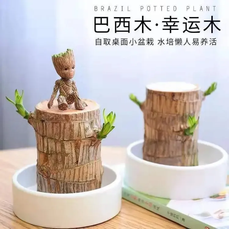巴西木幸运木懒人开花格鲁特好养活办公室卧室阳桌台室内绿植盆栽