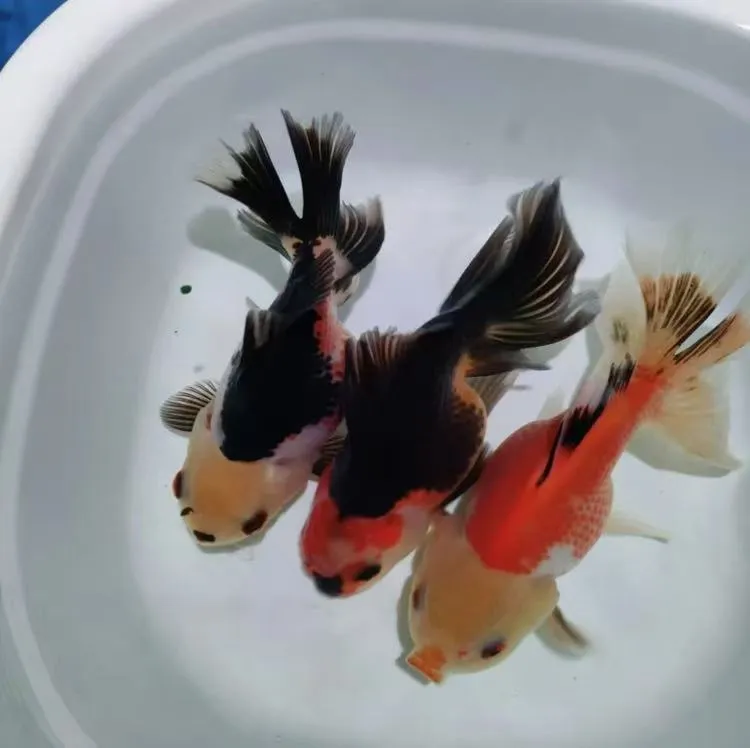 活鱼玛丽泰狮小金鱼小鱼黑白熊猫超萌鲜活淡水冷水金鱼观赏鱼耐活