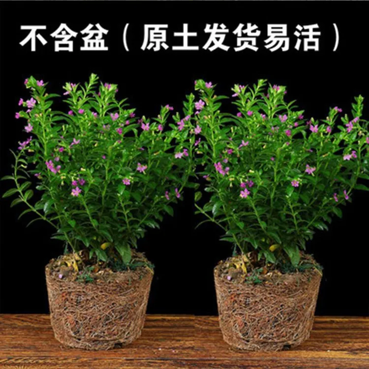 满天星盆栽室内客厅阳台绿植好养花卉四季开花不断带花苞发货盆栽