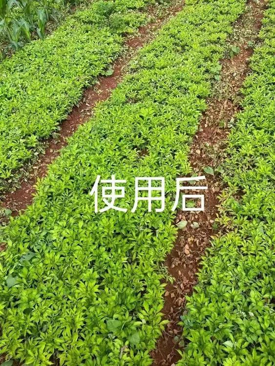 园林用品魔芋玉米套种地可用 魔芋增产用打草芋巧