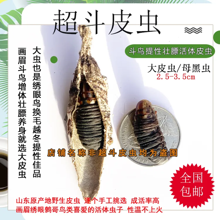 山东大皮虫2025大黑虫 鸟食大炮虫 高蛋白通货画眉绣眼活食虫