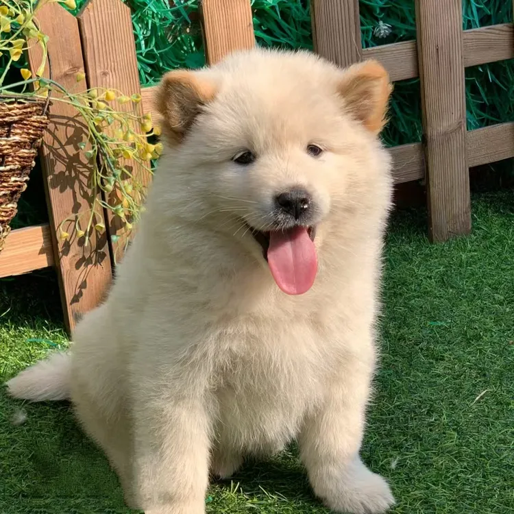 中华田园犬黄狗白脸五黑白土松四眼铁包金宠物土松狗小狗